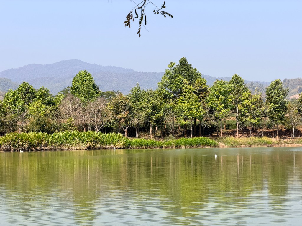 Singha Park