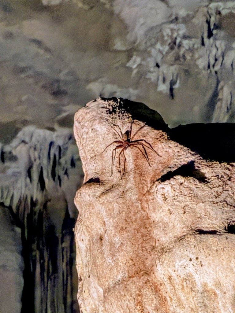 pai-nam-lod-cave-bats