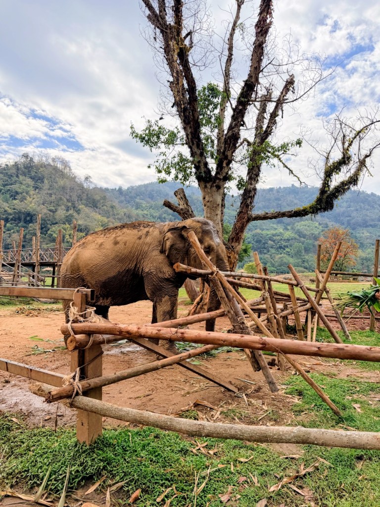 elephant-nature-park-chiang-mai
