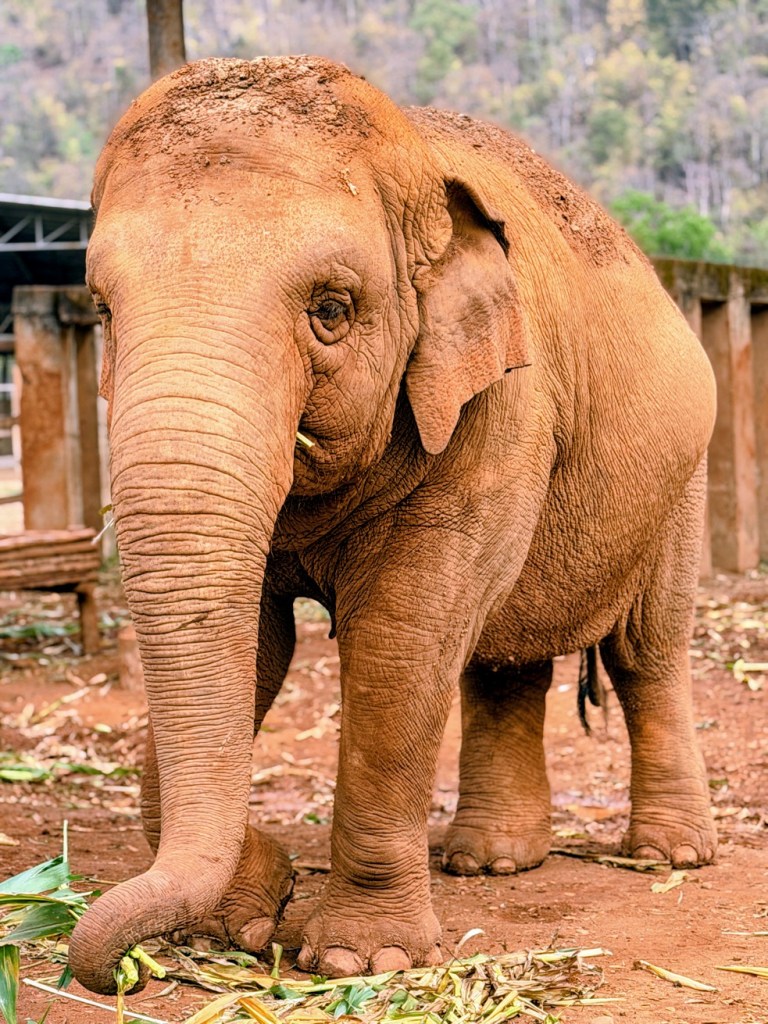 elephant-nature-park-chiang-mai