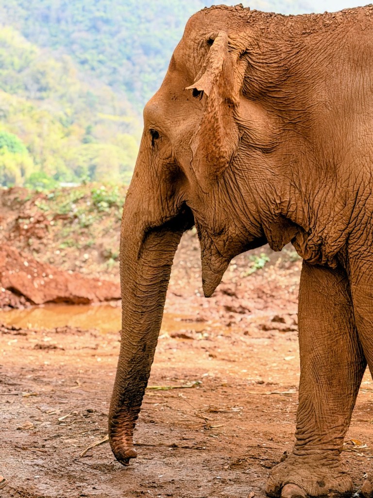 elephant-nature-park-chiang-mai