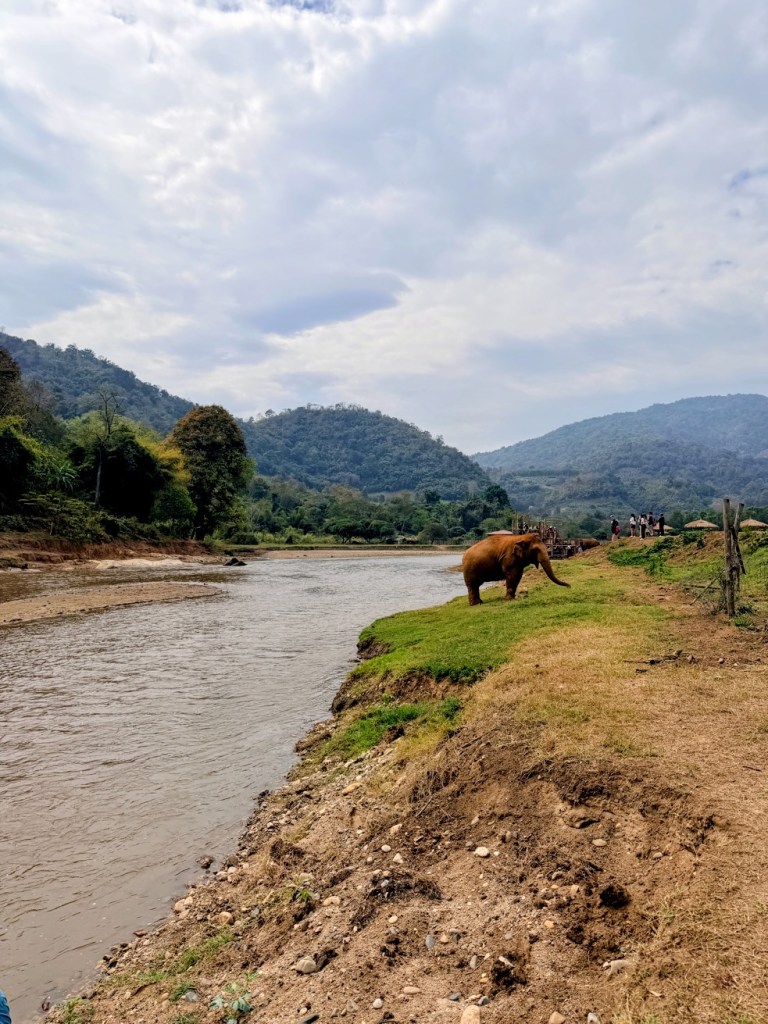 elephant-nature-park-chiang-mai