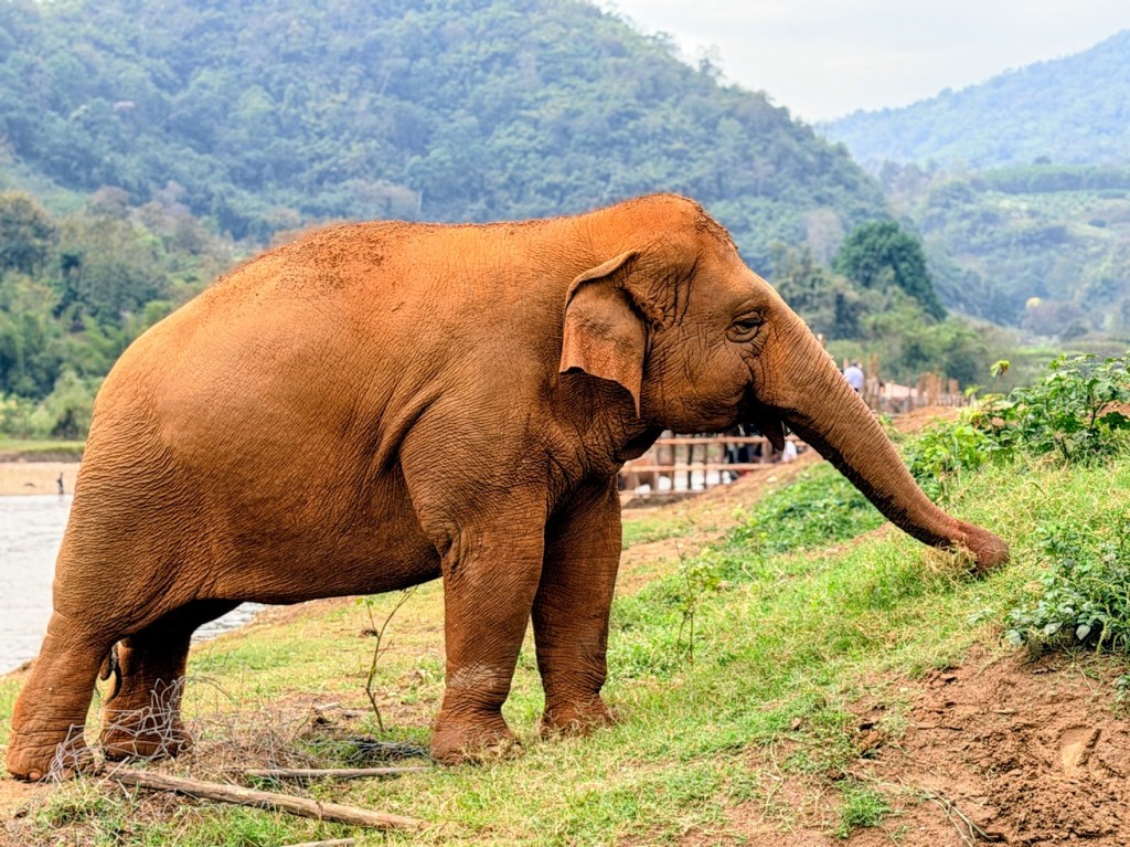 elephant-nature-park-chiang-mai
