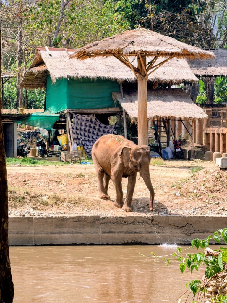 elephant-nature-park-chiang-mai