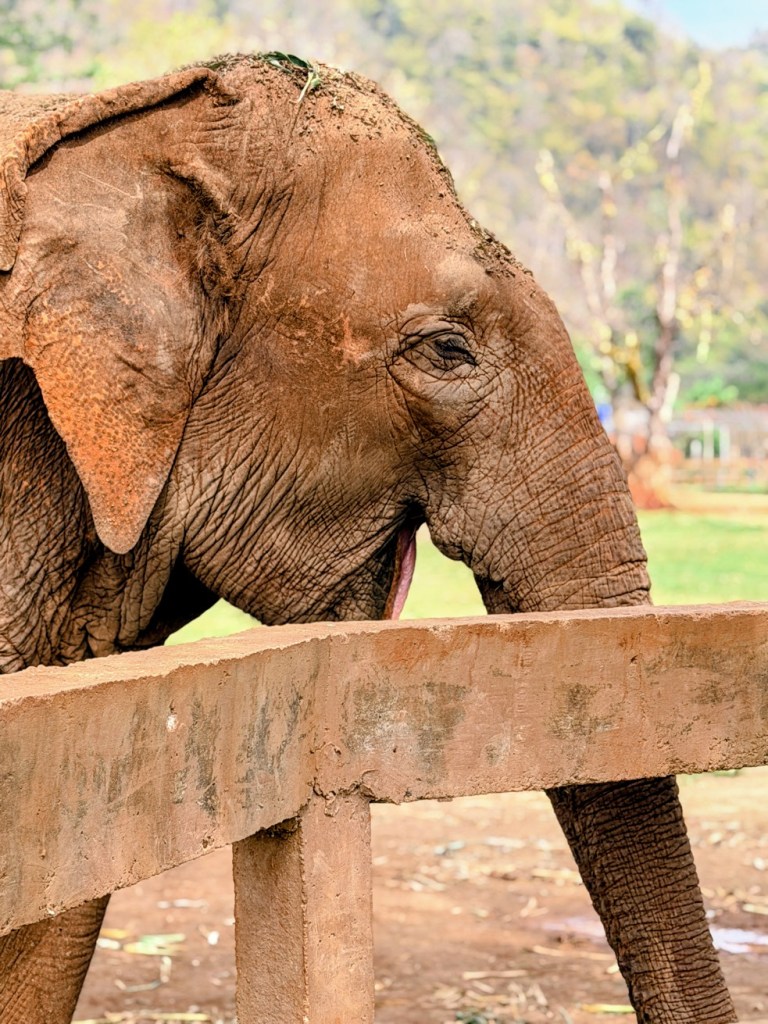 elephant-nature-park-chiang-mai