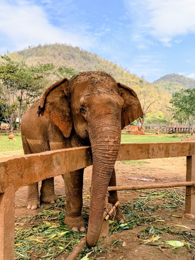 elephant-nature-park-chiang-mai
