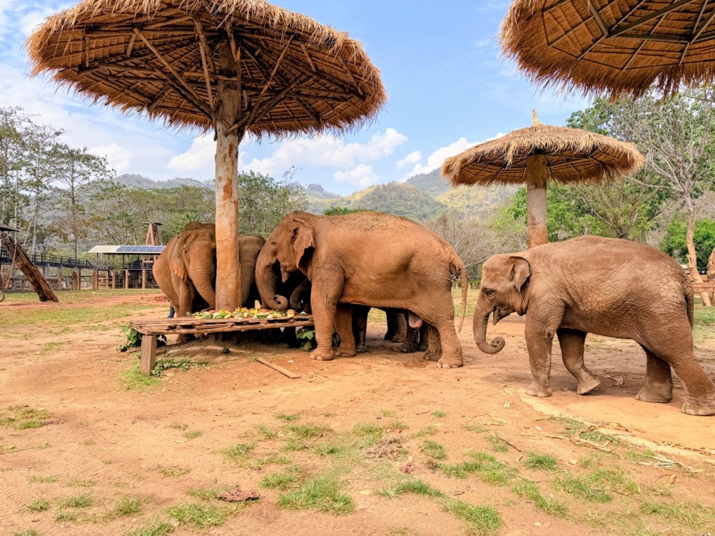 elephant-nature-park-chiang-mai
