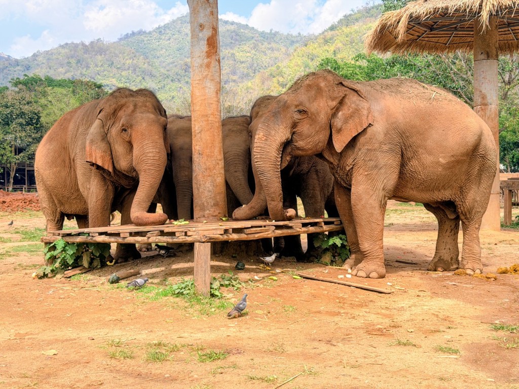 elephant-nature-park-chiang-mai