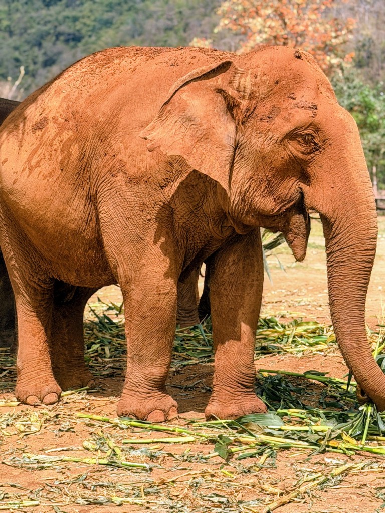 elephant-nature-park-chiang-mai