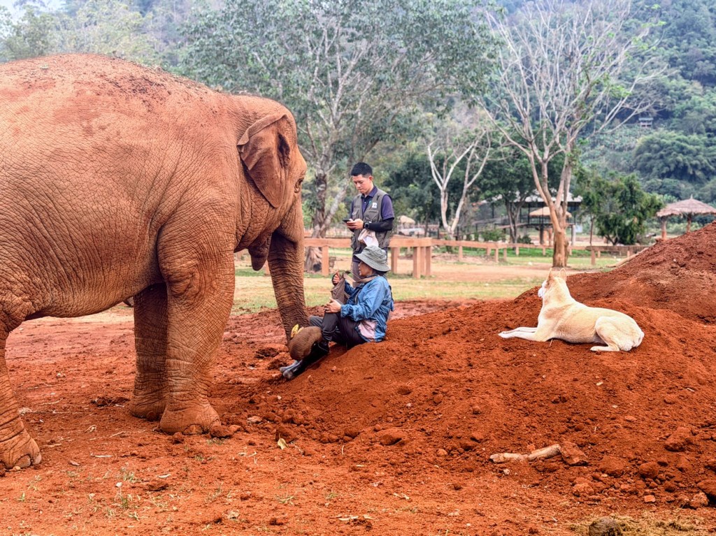 elephant-nature-park-chiang-mai