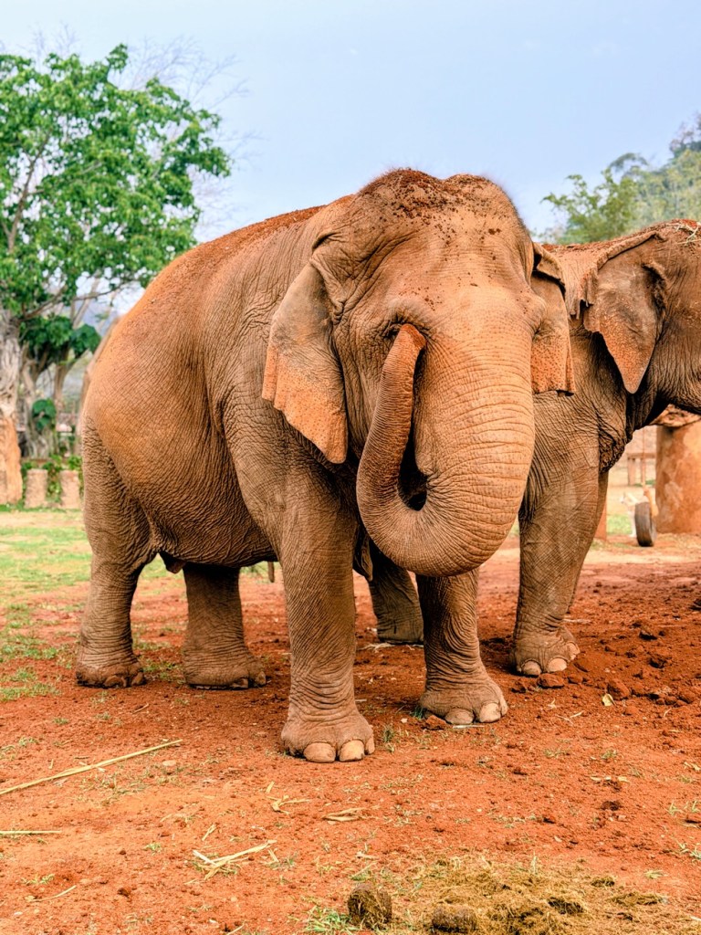 elephant-nature-park-chiang-mai