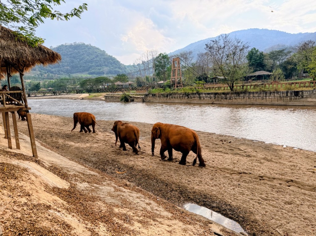 elephant-nature-park-chiang-mai