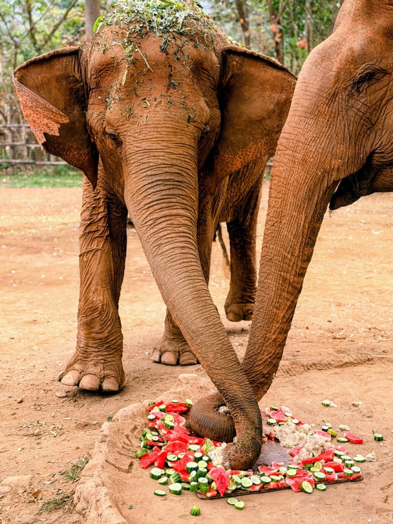 elephant-nature-park-chiang-mai