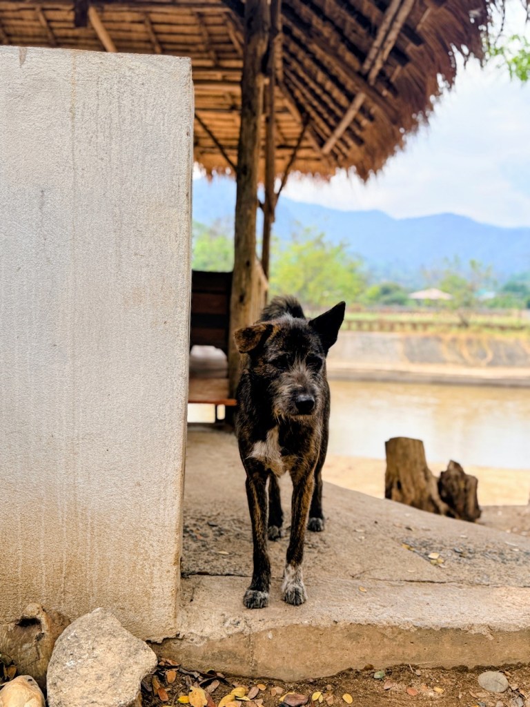 elephant-nature-park-chiang-mai