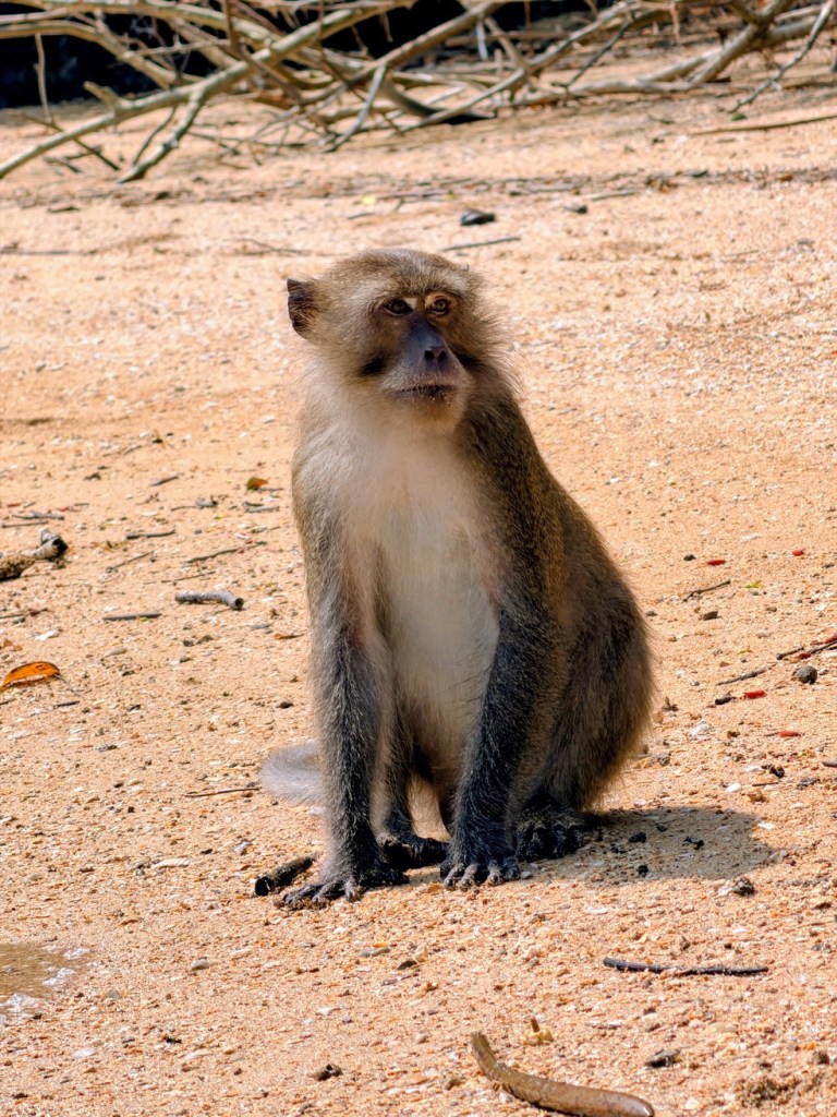 South Thailand island hopping