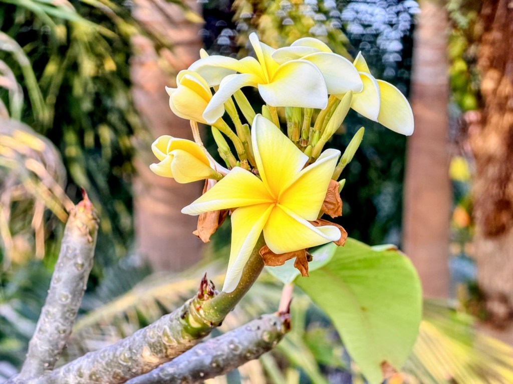 Phi Phi Natural Resort