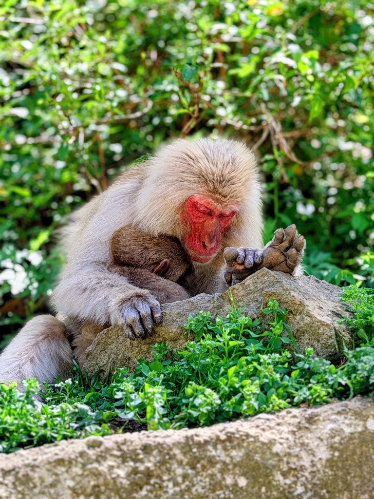 Jigokudani Monkey Park