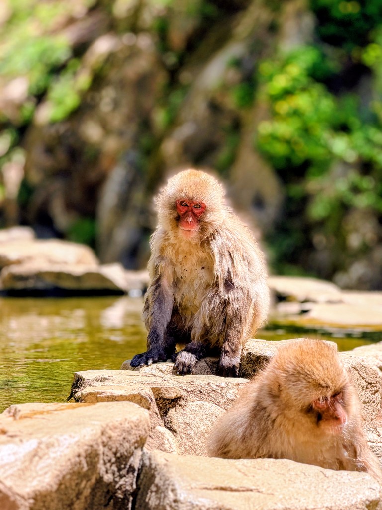 Jigokudani Monkey Park