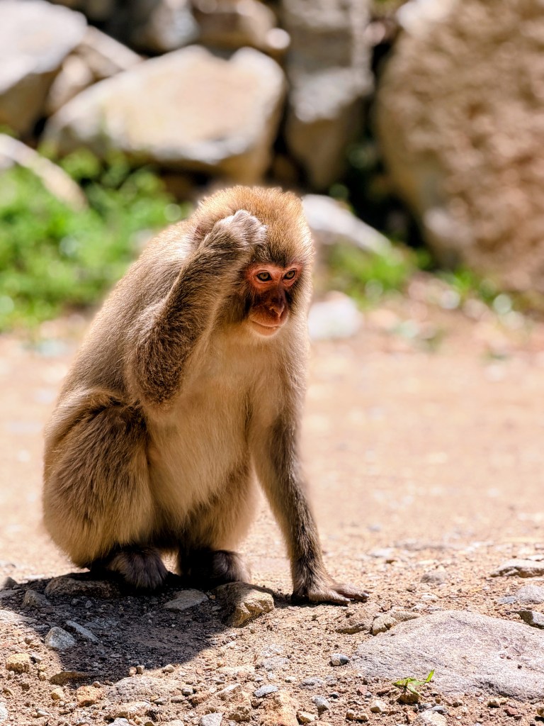 Jigokudani Monkey Park