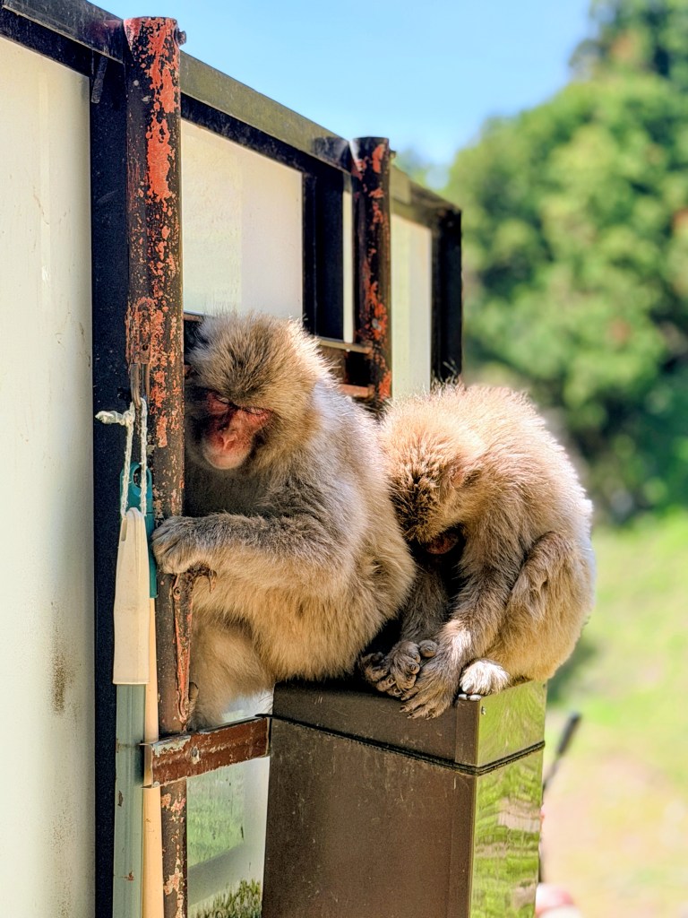 Jigokudani Monkey Park