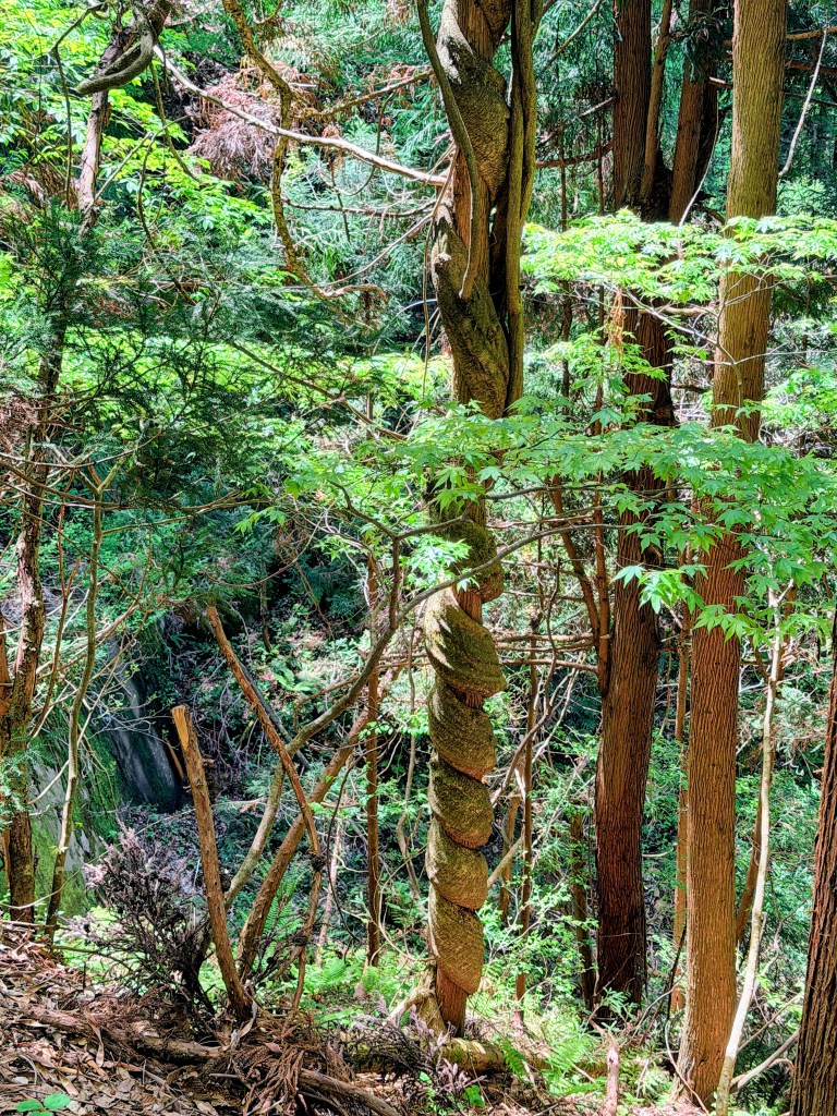 Jigokudani Monkey Park
