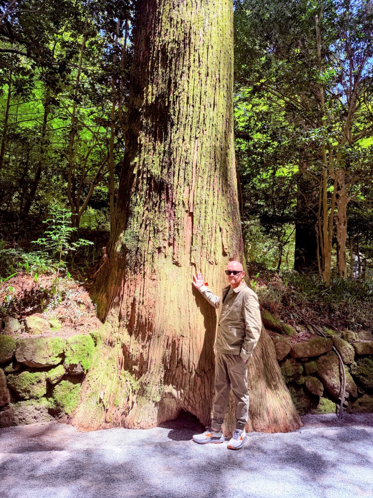Hakone Shrine Tree
