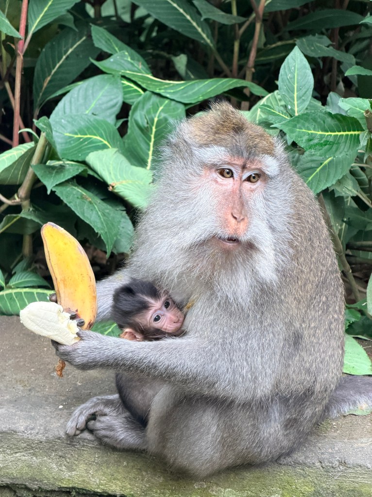 Monkey Forest Sanctuary