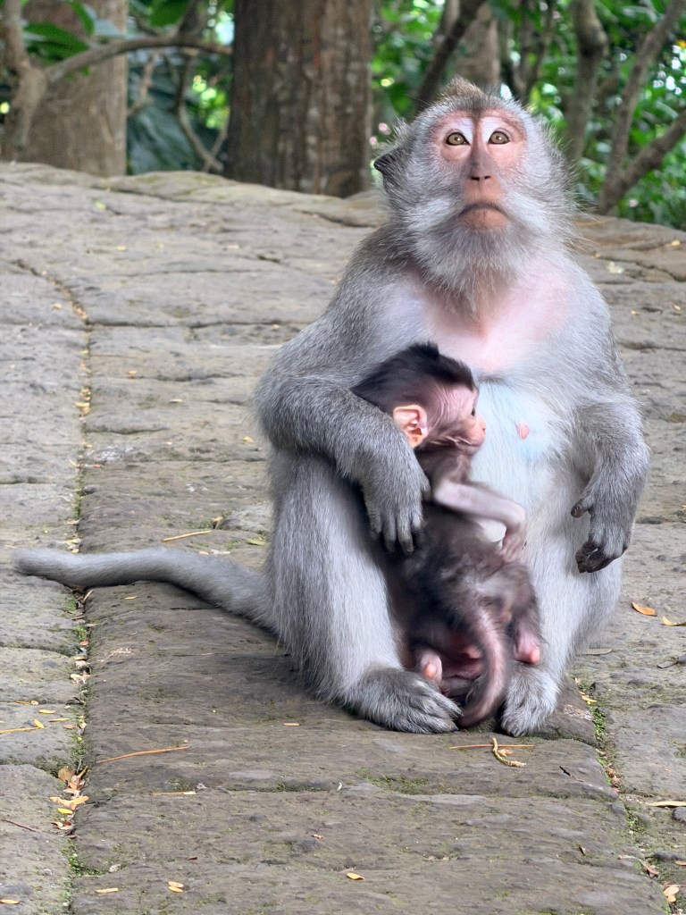 Monkey Forest Sanctuary