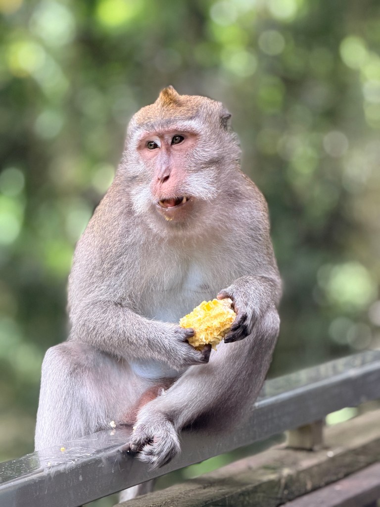 Monkey Forest Sanctuary