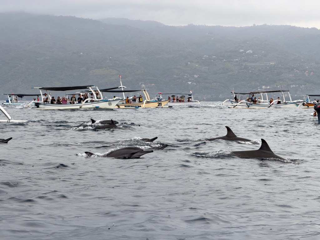 Dolphins Lovina Beach