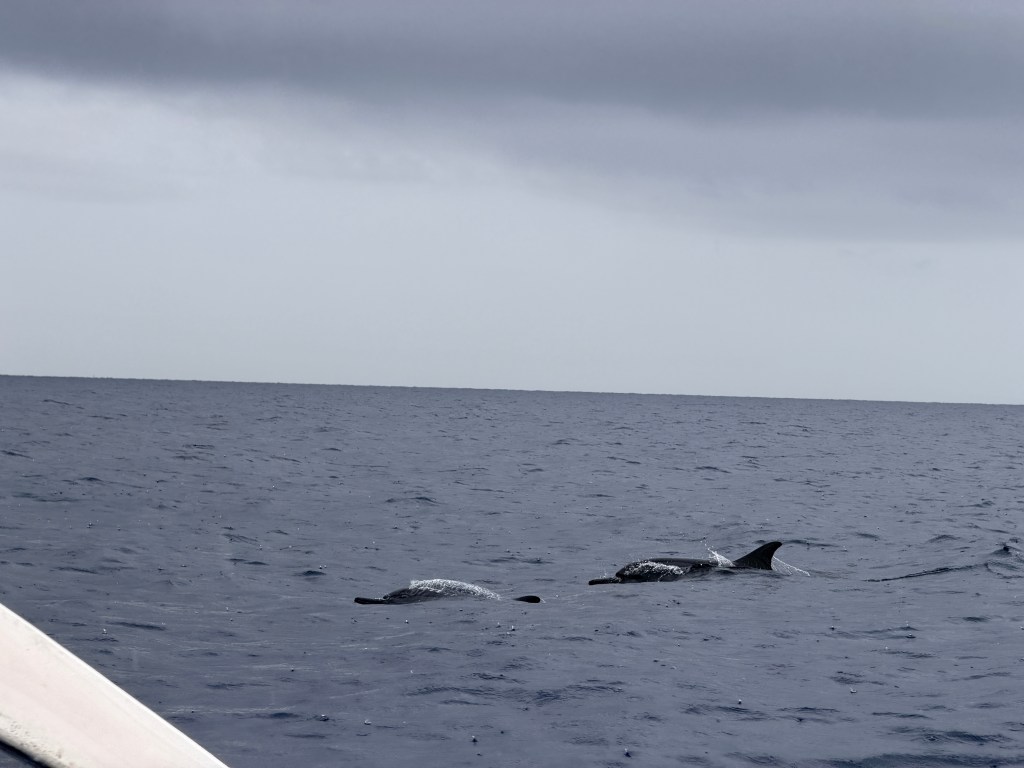 Dolphins Lovina Beach