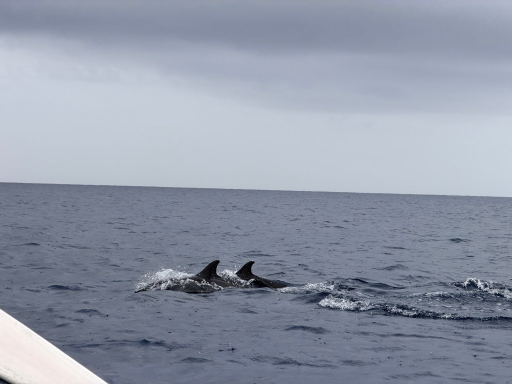Dolphins Lovina Beach