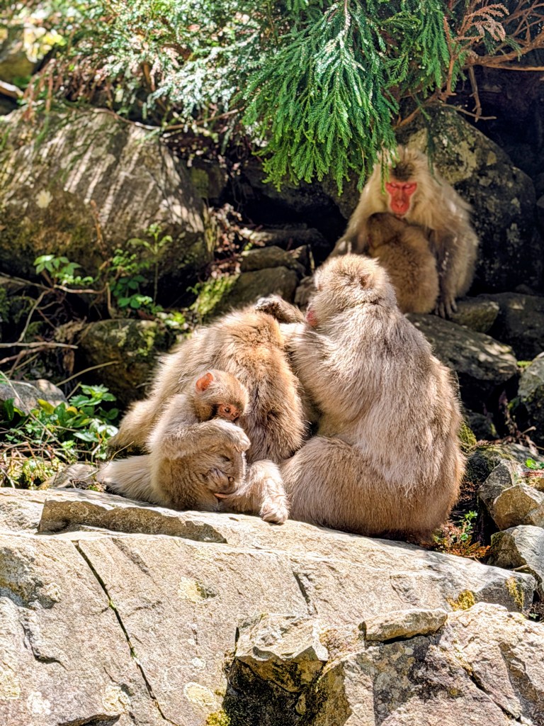 Jigokudani Monkey Park
