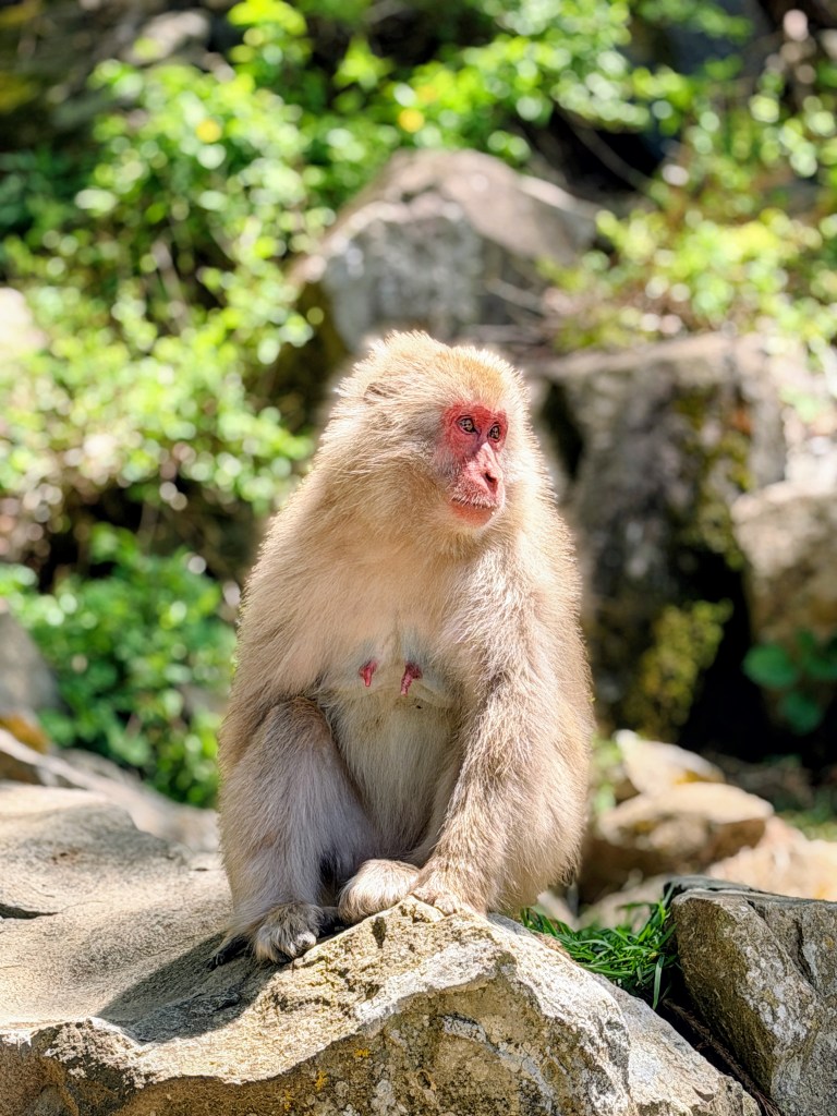 Jigokudani Monkey Park